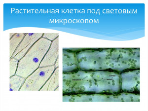 rastitelnaya-kletka-pod-svetovim-mikroskopom-bogofi