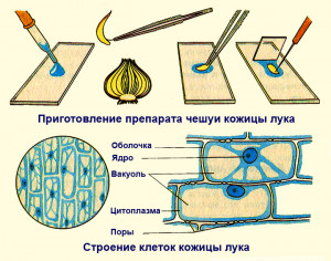 Prigotovlenie-preparata-kozici-luka-bogofi