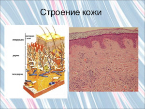 kozha-cheloveka-pod-mirkoskopom_bogofi